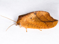 Drepanepteryx phalaenoides